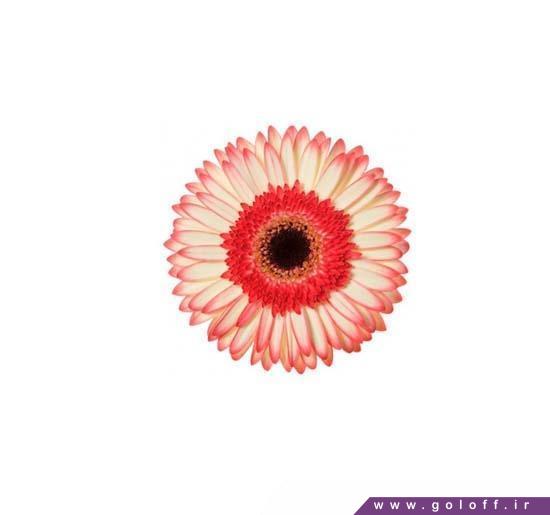 شاخه گل شیک - گل ژربرا سوربت - Gerbera | گل آف